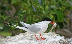 Oiseau tenant dans son bec un poisson qu'il vient de pêcher, dans îlets du Robert en Martinique