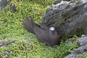 Oiseau niché dans les îlets du Robert en Martinique