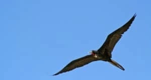 Vol d'une frégate au dessus des îlets du Robert en Martinique