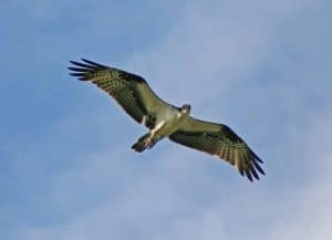 Balbuzard Pêcheur en vol