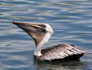 Pélican de Martinique