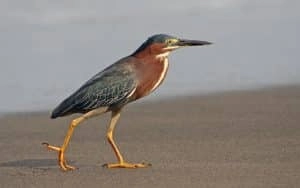 Héron vert marchant sur une plage de Martinique