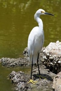 Aigrette Neigeuse posée sur un récif