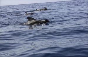 Orques dans l'océan Atlantique au large de la Martinique