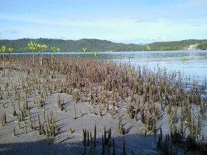 La mangrove en Martinique dans les îlets du Robert