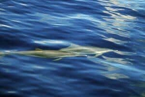 Dauphins joueurs au large des îlets du Robert en Martinique