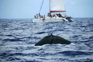 Cachalot qui nage dans les eaux Martiniquaises, catamaran touristique en arrière plan